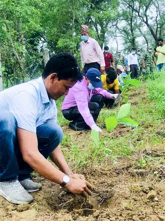 Plantation in Nepal Kapilvastu