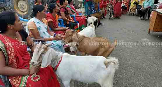 Goat Farming Nepal